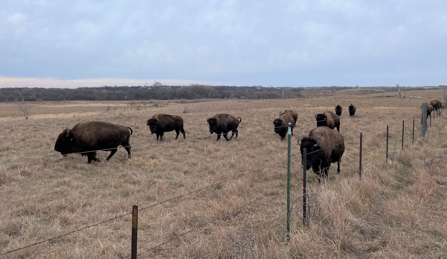 bison3.jpg